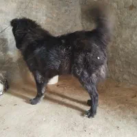 واگذاری سگ قهدریجانی گله ایی
