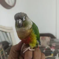 گرینچیک نر به شدت رام و دستی