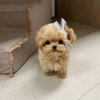 سگ های کوچک خانگی