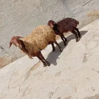 میش‌وبره
