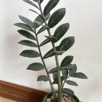 گل های خانگی