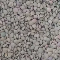 عدس وجودوپر درجه یک