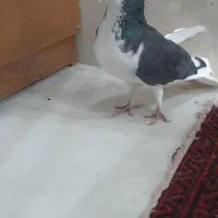 کفتر چپ|پرنده|سنندج, |دیوار