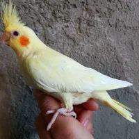 جوجه عروس هلندی لوتینو|پرنده|اسفرورین, |دیوار