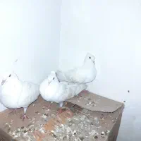کفتر پرشی