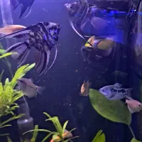 ماهی آنجل گیاه خوار سایز بزرگ خونگی سالم و سرحال