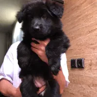 توله ژرمن بلک نر و ماده اصیل