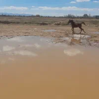 نریون ۲۷ماهه کره کوروش سرودم گیر عالی