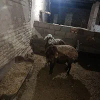 دوتا میش روزگاری