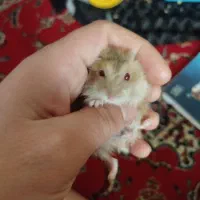 همستر ماده چشم قرمز