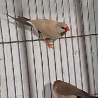 فنچ کرواتی مولد