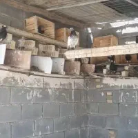 فروشی|پرنده|هندیجان, |دیوار