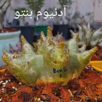 پرورش و فروش برترین آدنیوم های روز دنیا