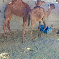 دو عدد هاشی نر چاق|حیوانات مزرعه|سراوان, |دیوار