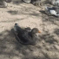 غاز