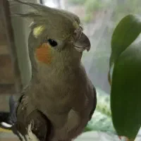 عروس هلندی جفت مولد