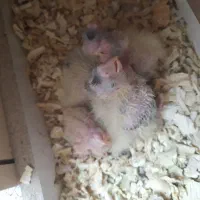 طوطی جوجه عروس هلندی|پرنده|کرج, چهارصد دستگاه|دیوار