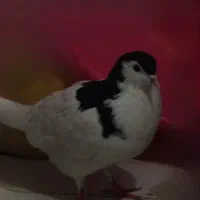 زاغ نر ۲۶۰./ چپ نر ۱۵۰/ قره ۲۵۰