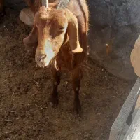 کولار وب ز رومایه گرم|حیوانات مزرعه|مرودشت, ده بید|دیوار