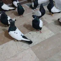 فروش کبوتر سینه ای|پرنده|رامسر, |دیوار