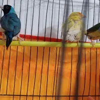 فنج گلدین ۲عدد احتمالا نر|پرنده|زاهدان, |دیوار