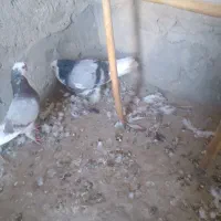 سلام یک جفت کور کورو نسل قدیم|پرنده|جزنیک, |دیوار