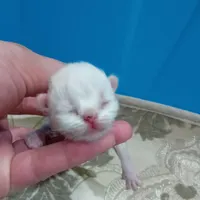 گربه‌ پرشین سوپر فلت