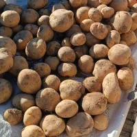 فروش سیب زمینی سانتا|خدمات باغبانی و درختکاری|تهران, پارک شهر|دیوار