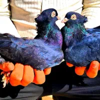 کبوتر کفتر زاغ قیل سیاه سرخ سوسنی واکسی چشم نوک|پرنده|شهرضا, |دیوار