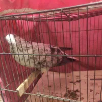 بوربوری ماده