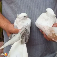 دوکت نوک کوتاه