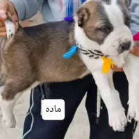 سگ توله الابای روس|سگ|تهران, جوادیه|دیوار