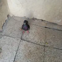 کبوتر چاپی|پرنده|کرباسک, |دیوار