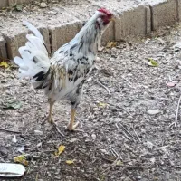 مرغ و خروس گلین اصل معاوضه هم میکنم|حیوانات مزرعه|شیراز, کرونی(خاتونک)|دیوار