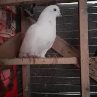 کبوتر پرشی عالی