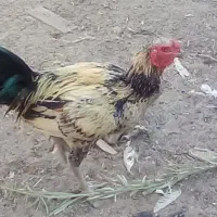 قالیچه خروس