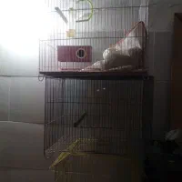 3عددقفس پرند|لوازم جانبی حیوانات|مشکین‌دشت, |دیوار