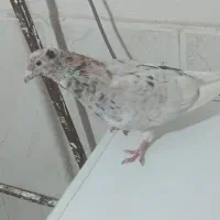 کبوتر کله سرونج پرشی