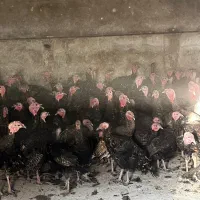 فروش بوقلمون.|حیوانات مزرعه|سرخرود, |دیوار