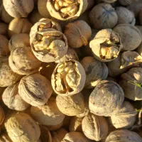 گردو بادام 1