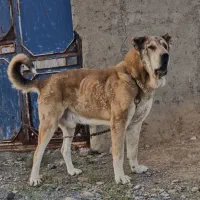 سگ مولد جهت کشش