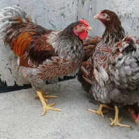 جوجه ویاندوت|حیوانات مزرعه|آمل, |دیوار