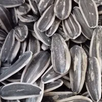 تخمه کانادایی