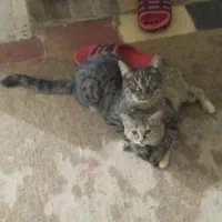 حیوان خانگی بچه گربه