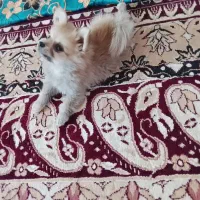 فروش یک سگ پامر خرسی ب فروش میرد