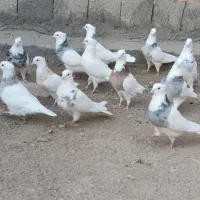 کبوتر توقی نسل دار