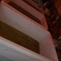 ،کپور تاتا ،بچه ماهی،سنگر|ماهی|رشت, حومه رشت|دیوار