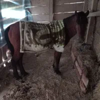 اسب نر جوان