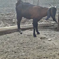 بز خوب|حیوانات مزرعه|برازجان, |دیوار