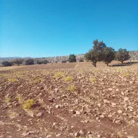 فروش زمین کشاورزی|فروش زمین و ملک کلنگی|سیوان, |دیوار